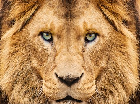 Lion Images – Browse 797,252 Stock Photos, Vectors, and Video | Adobe Stock