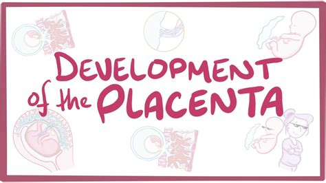 Development of the placenta: Video, Causes, & Meaning | Osmosis