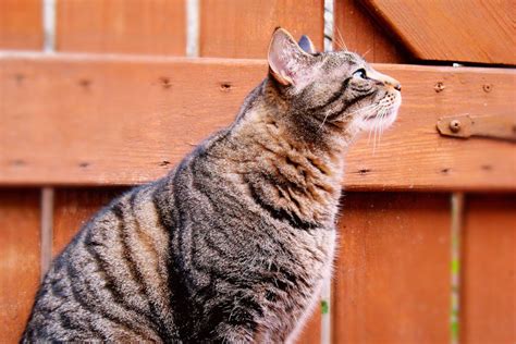 Outdoor Cat Vaccines: What to Consider
