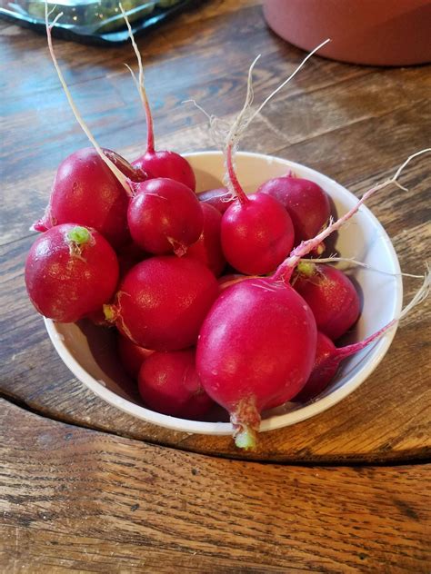 Radish harvest! : r/gardening