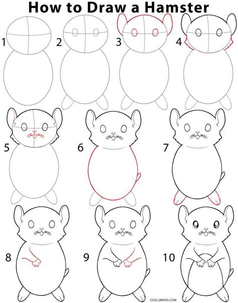 How to Draw a Hamster Step by Step Drawing Tutorial with Pictures | Cool2bKids | Character ...