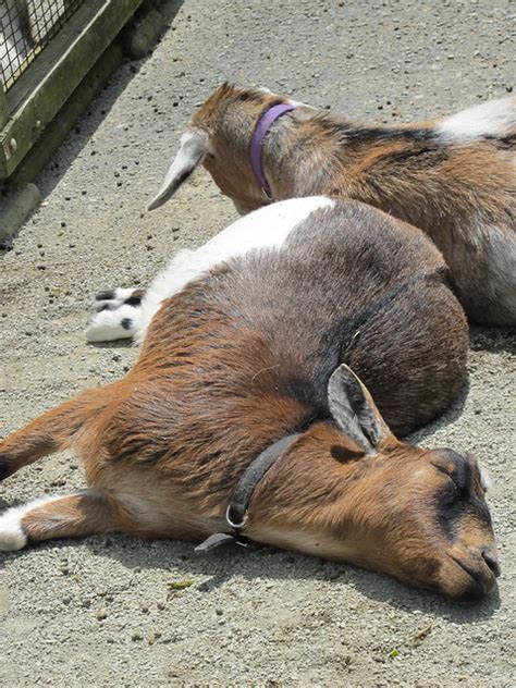 sleeping goat | Flickr - Photo Sharing!