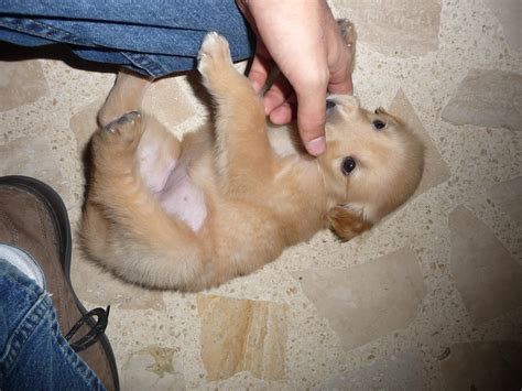 playing with a puppy | a Golden Retriever puppy playfully bi… | Flickr