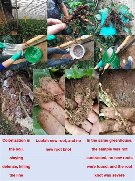 How to control Root-knot Nematodes Disasters - Dora Agri-Tech