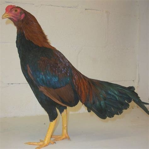 The Aseel Chicken Breed: Everything You Want To Know • The Farmer's Lamp