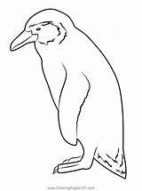 Penguin Coloring Page For Kids  Free Penguins Printable Pages sketch template