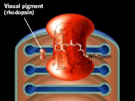 Rhodopsin Cycle Animation