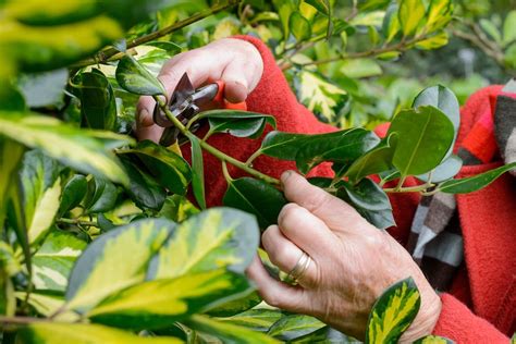 Tips for Pruning Holly Holly (In Pictures) - BBC Gardeners World Magazine