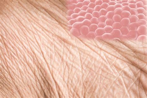 Ageing in human skin cells reversed by 30 years - The Statesman