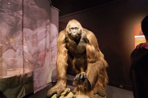 El Gigantopithecus fue un gorila de 3 metros que ahora está extinto. Estudios revelar que tenían ...