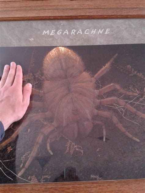 in a british museum - Megarachne. Found by paleontologist Mario Hunicken in Argentina 1980 ...