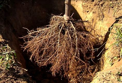 How to Plant a Bare-Root Tree - With Video - Stark Bro's