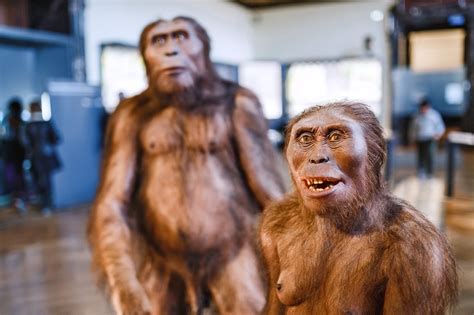 Homo Erectus: Steckbrief + 8 Merkmale des Frühmenschen