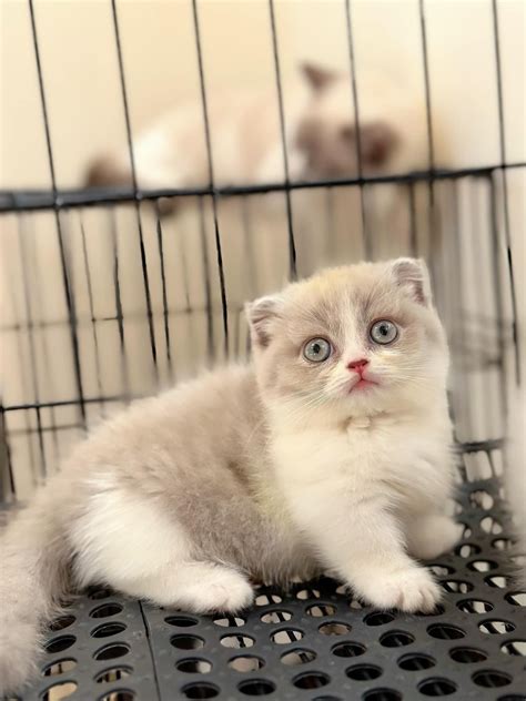 Mèo Munchkin - Pet House - Cửa hàng thú cưng và phụ kiện