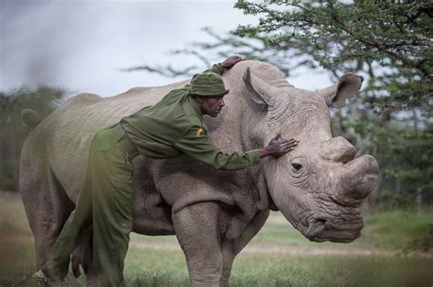 The Last Male Northern White Rhino In The World Has Died | Beauty of Planet Earth