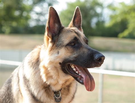 German Shepherd Realizes He's At The Vet