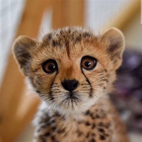 A very fine cheetah : r/aww