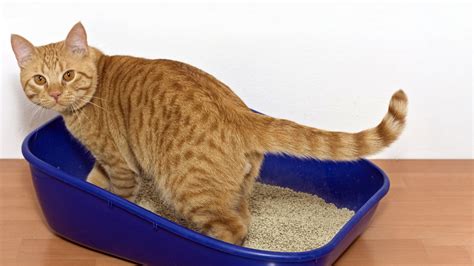 How To Teach Your Kitten To Use The Litter Box | Vets4Pets