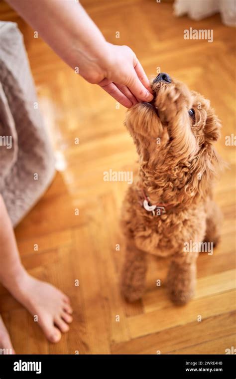 Behavior reinforcement hi-res stock photography and images - Alamy