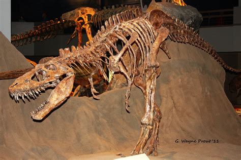 Albertosaurus Fossil