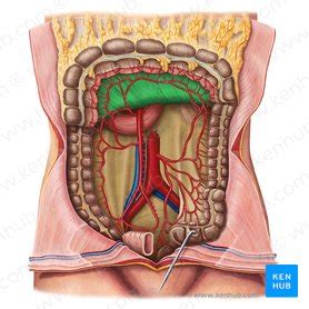 Mesentery: Anatomy, functions and clinical points | Kenhub