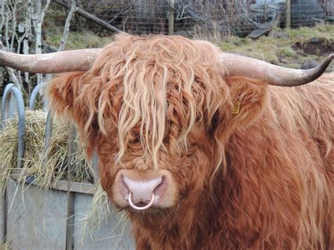 A Highland cattle bull with a nose ring | Cow nose, Cow nose ring ...