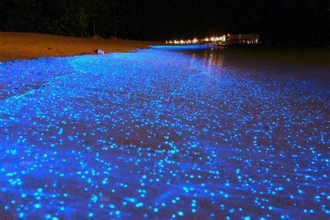 Firefly Squid Facts, Habitat, Diet, Adaptations, Pictures