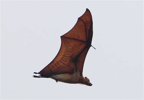 Great flying fox - Wikiwand