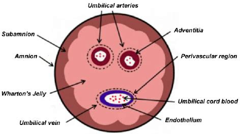 Umbilical Cord Diagram