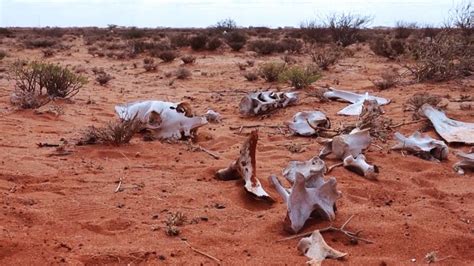 'Shocked to My Core': Unprecedented Famine Causes Widespread Suffering ...