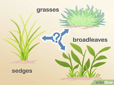 3 Ways to Control Weeds - wikiHow