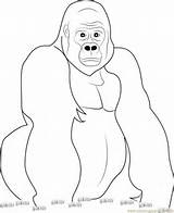 Silverback Gorilla Coloring Pages At GetColoringscom  Free Printable sketch template