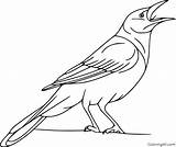 Crow Coloring Pages  Free Printable sketch template