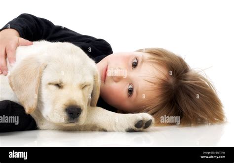 Child with sleeping Labrador retriever puppy Stock Photo - Alamy