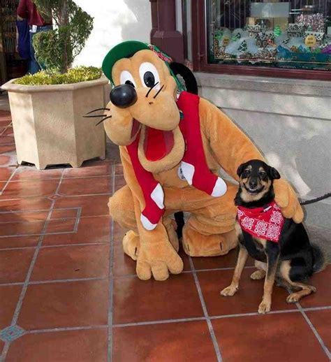 My dog smiling with Pluto - Imgur | Funny animals, Dog meet, Funny dog pictures