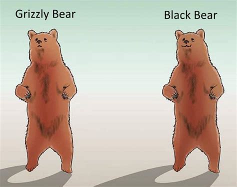 How to Survive a Bear Attack Without Assuming All Bears are Bad | Points in Case