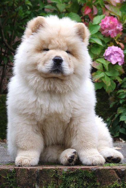 Perros Chow Chow, Chow Chow Puppy, White Chow Chow, Animals And Pets, Funny Animals, Beautiful ...