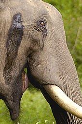 Elephant - Wikipedia