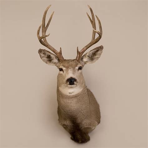 Mule Deer Head Trophy Mount