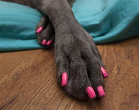 Guide to Dog Nail Polish Options | LoveToKnow