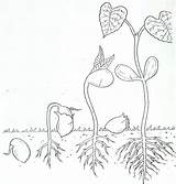 Life Cycle Coloring Page From Seed To Plant sketch template