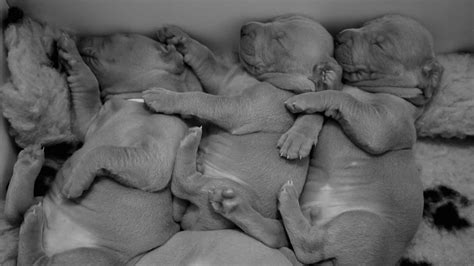 How To Care For Newborn Puppies - puppieslove.net