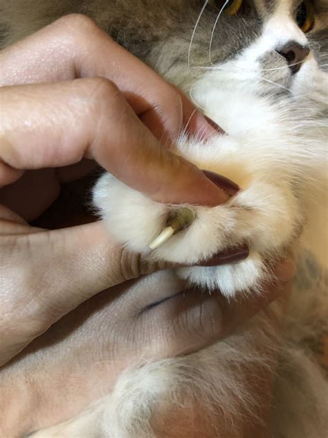 Infected Claw? | TheCatSite