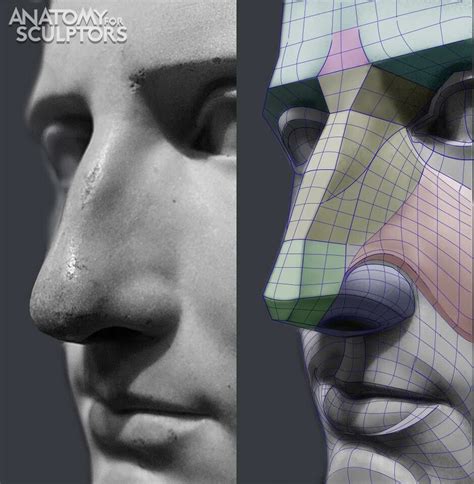 The Nose, Anatomy For Sculptors on ArtStation at https://www.artstation.com/artwork/RYB4Qy ...