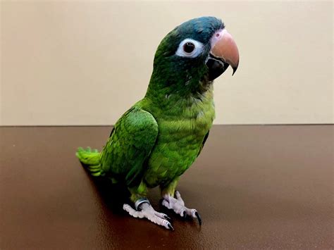 BLUE CROWN CONURE Bird Green ID:20847 Located at Petland Las Vegas, Nevada