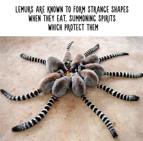 11 Fake Animal Facts that are Funny and Ridiculous - Gallery | eBaum's World