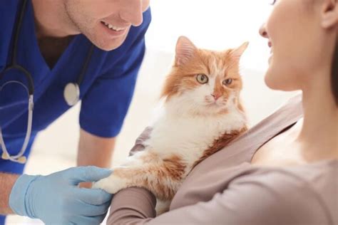 Hyperthyroidism in Cats Treatment Plan: Steps and What to Expect ...