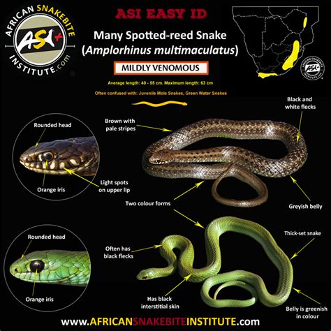 Identifying the Green Snakes of Southern Africa - African Snakebite ...