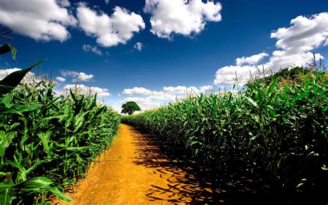 Corn Field Wallpapers - Wallpaper Cave