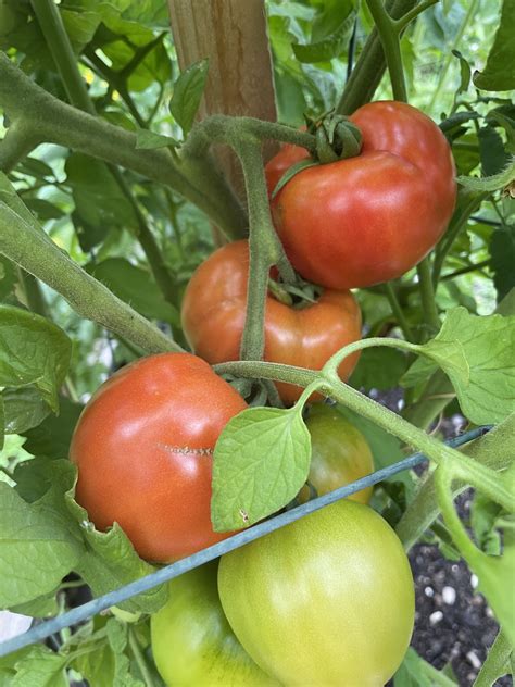 Exploring Bush Tomato Varieties: Delights for Your Garden